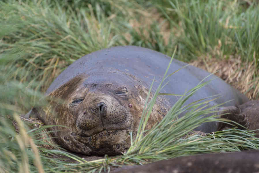 Elefante Marino - islas Georgias del Sur 17.jpg